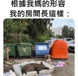 我就是睡在裡面的豬