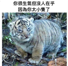 虎care