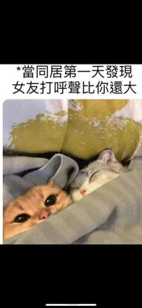 我的老田鵝啊